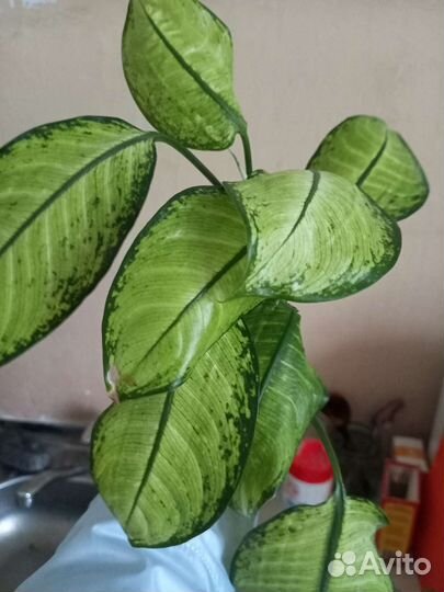 Диффенбахия,бамбук