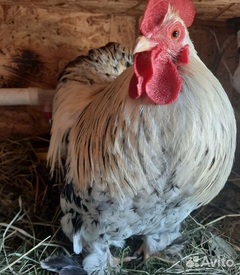 Мини Кохинхины. Легорны