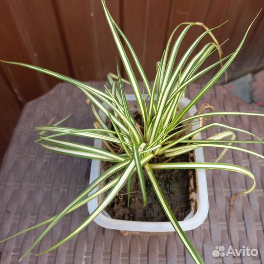 Осока Морроу пестролистная