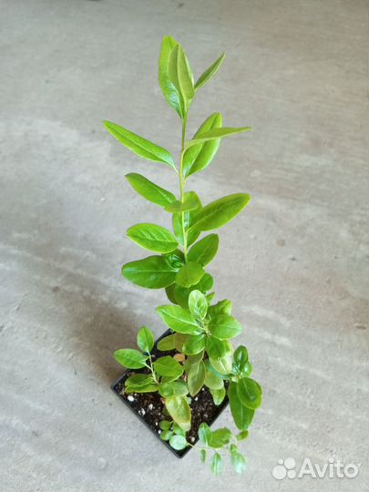 Рододендрон Остроконечный