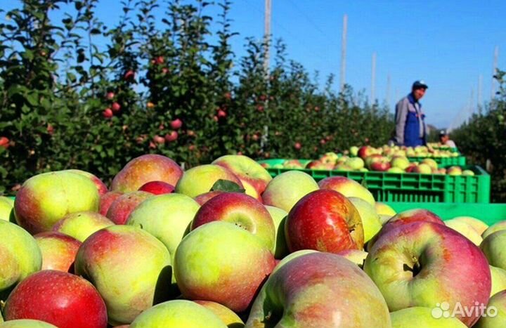 Сборщик яблок на сезон