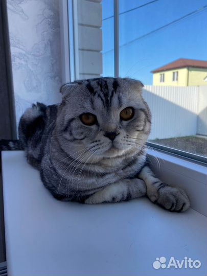 Шотландский вислоухий кот на вязку