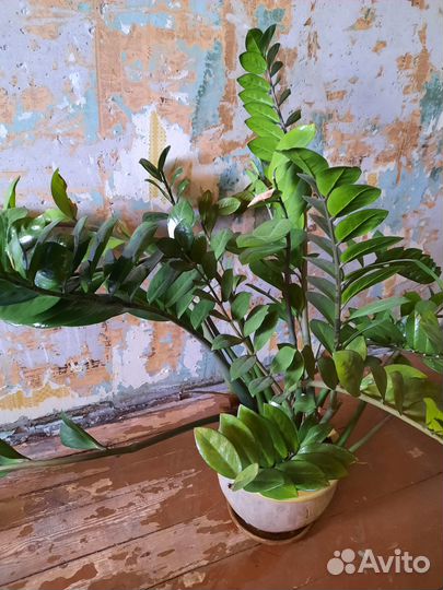 Замиокулькас