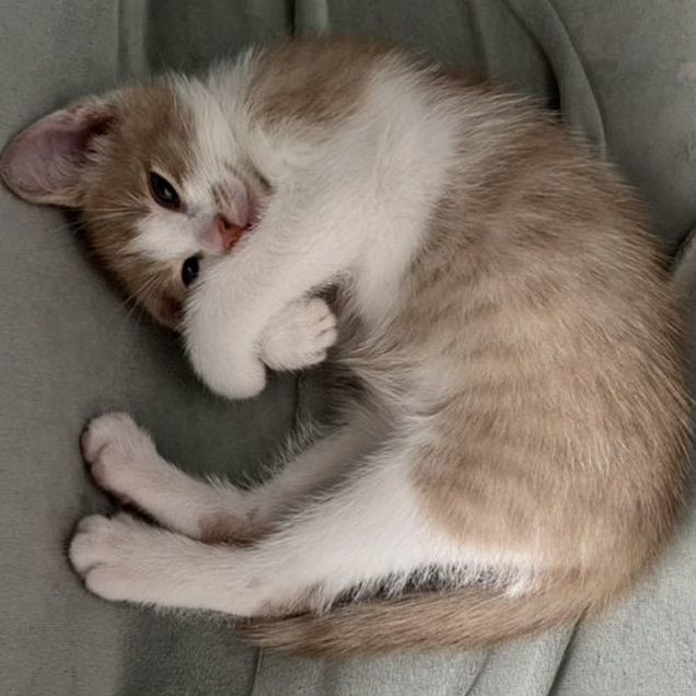 Котёнок в добрые руки