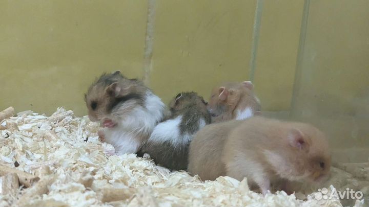 Хомяк сирийский