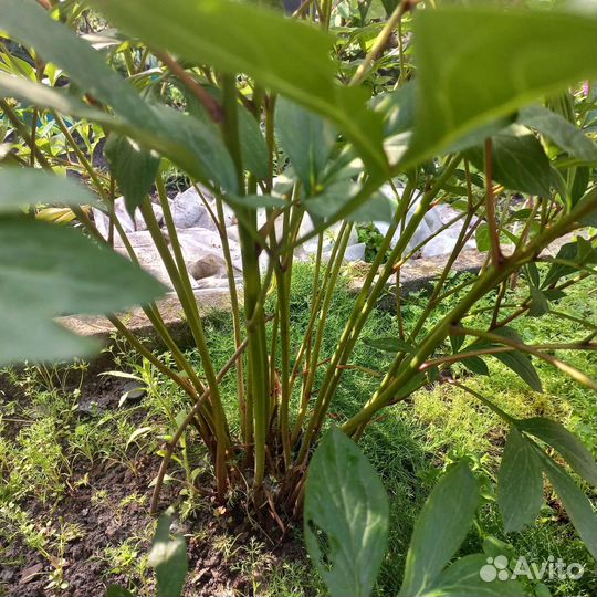 Пионы на август