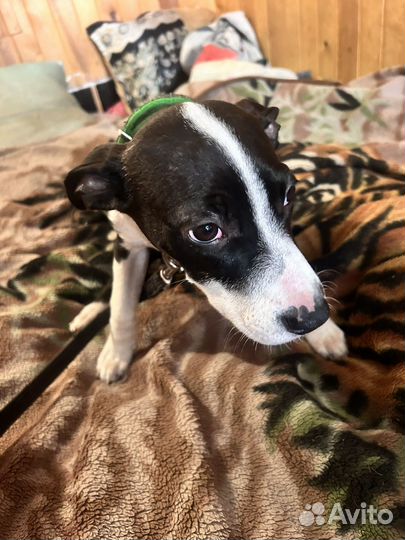 Щенок девочка в добрые руки