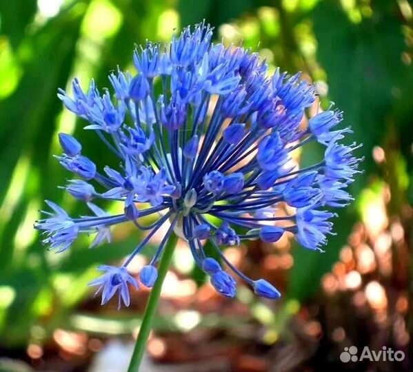 Голубой лук аллиум