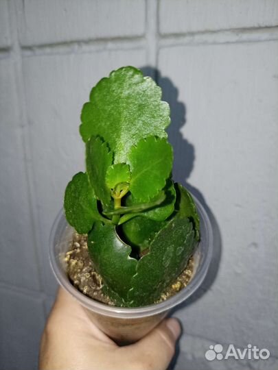 Каланхое Каландива махровый