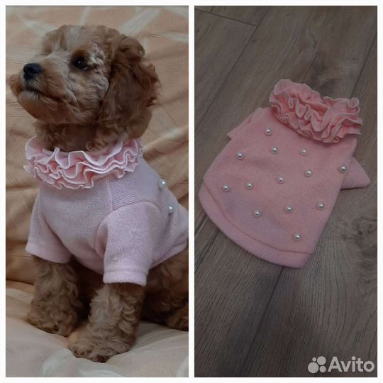 Одежда для собак