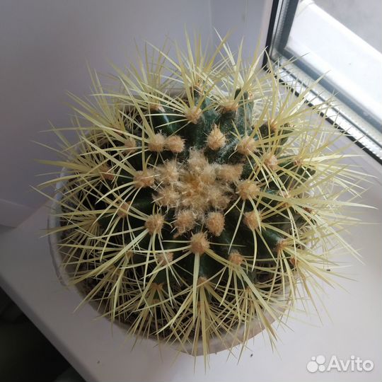 Кактус - Эхинокактус