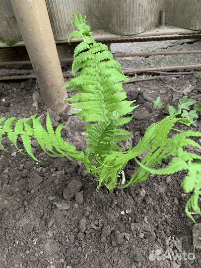 Папоротник