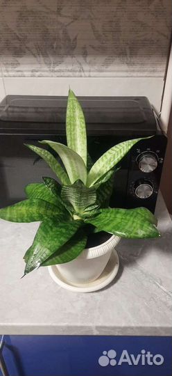 Герань.Тёщин язык, гиппеаструм