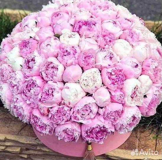 Пионы Цветы Доставка