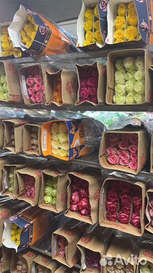 Розы большой выбор