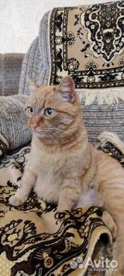 Кису завозят соседи, а она возвращается