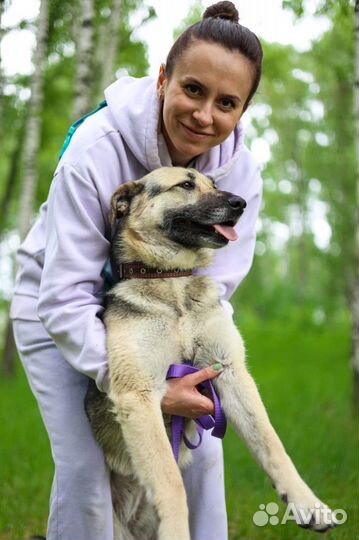 Заберу собаку из приюта