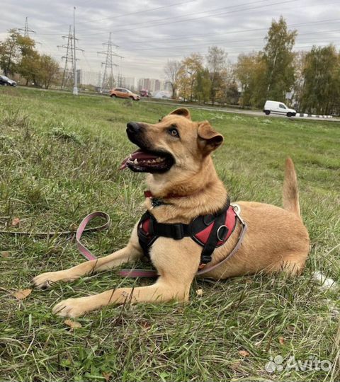 Помогите Жаку стать домашним