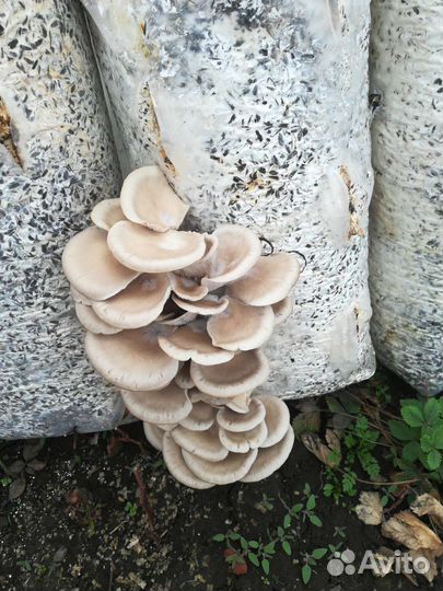 Отработанные грибные блоки