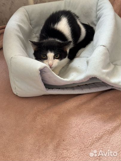 Котенок девочка ищет дом