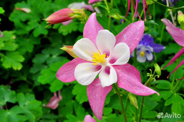 Аквилегия белая и розовая