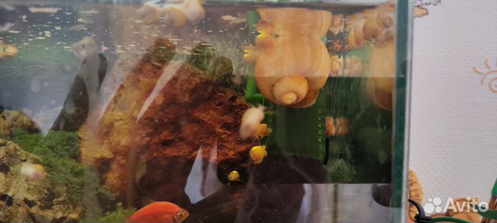 Улитки ампулярии