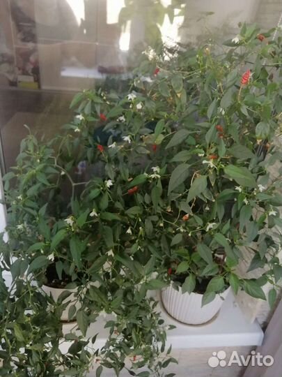 Перец комнатный острый