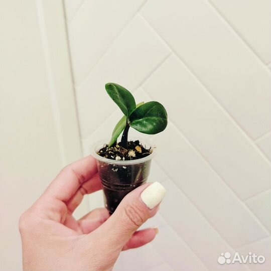 Замиокулькас зензи