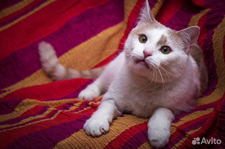 Зефир в дар