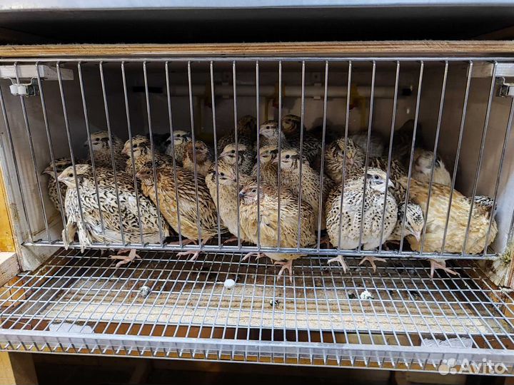 Перепела разных возрастов