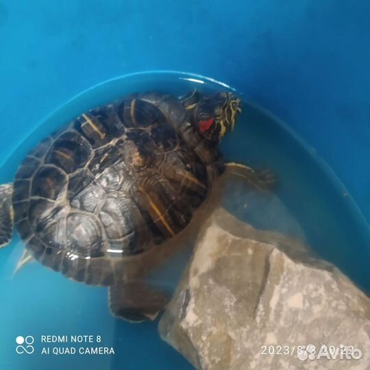 Красноухая черепаха