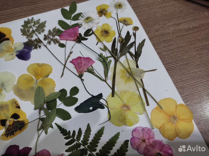 Сухоцветы растения для творчества и поделок