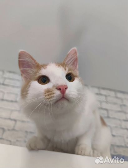 Мальчик котенок ищет дом