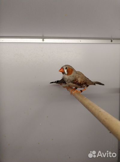 Зебровые амадины