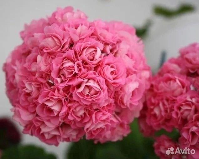 Пеларгония сортовая (герань)