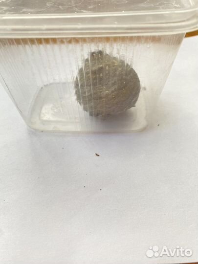 Осиное гнездо осиный улей