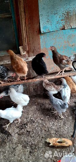 Цыплята суточные