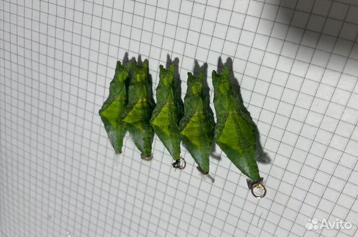 Коконы (куколки) тропипических бабочек Оптом