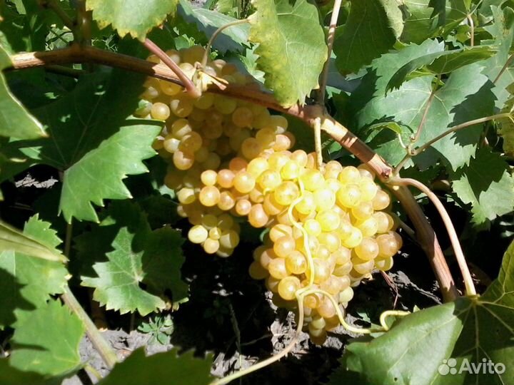 Саженцы винограда