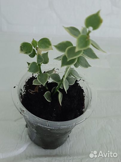 Дисхидия миллион сердец вариегата