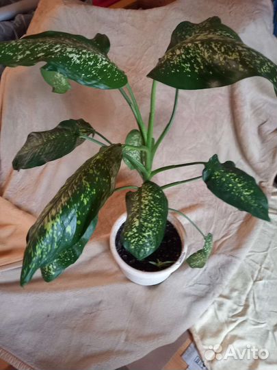 Диффенбахия