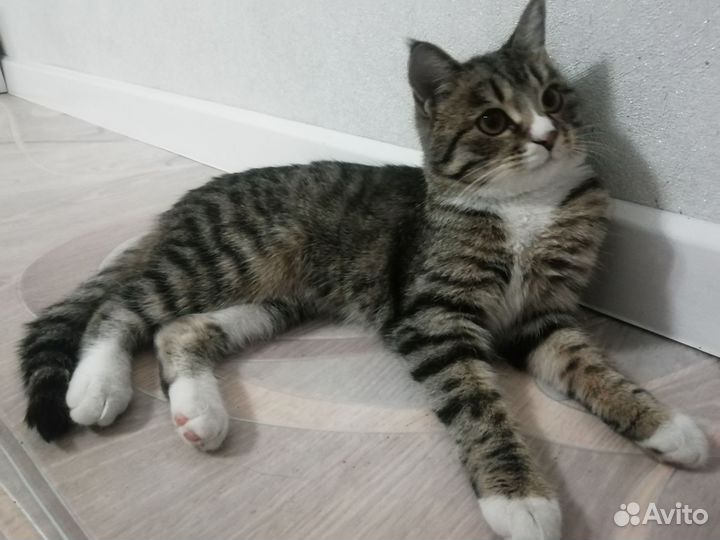 Кошка в дар бесплатно