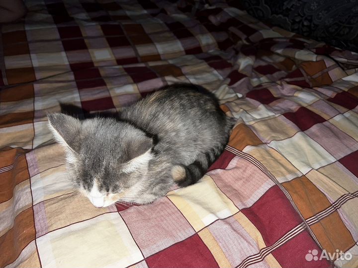 Кошка в дар