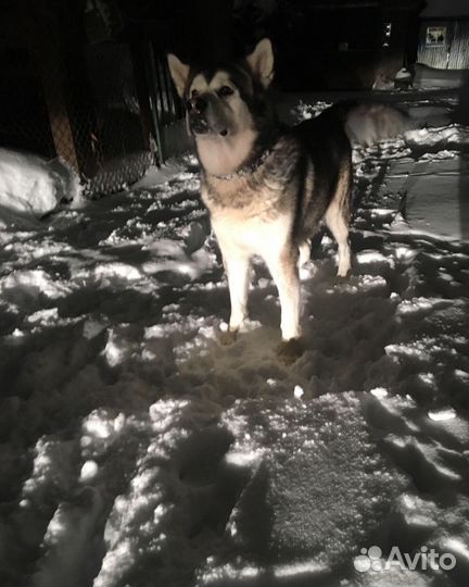 Вязка Аляскинский маламут бесплатно