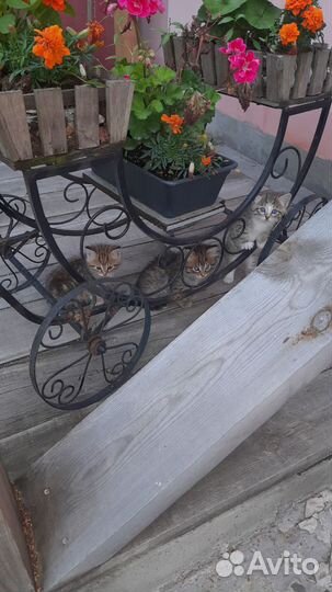 Отдам хорошенького котенка в добрые руки