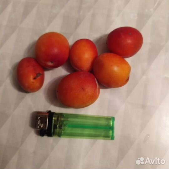 Орехи, семена, косточки плодовых деревьев