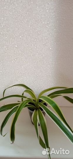 Хлорофитум Лаксум