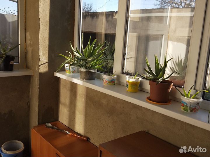 Алоэ лечебный