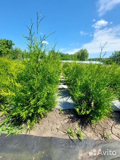 Туи, можжевельники, гибискус древовидный