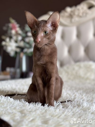 Ориентальные котята